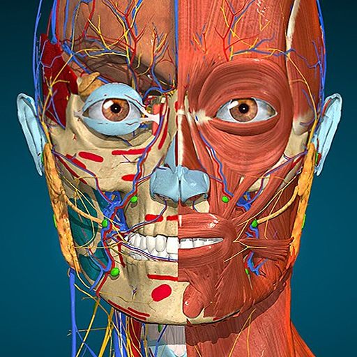 Anatomy Learning By Dr. Blanco