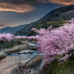 Cherry Blossoms